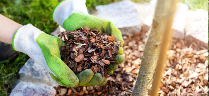 pflanze rindenmulch themen e banner